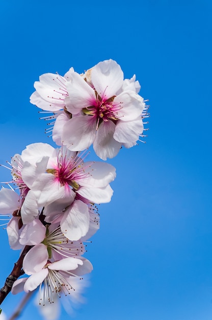 Fiori della pianta di mandorla in fiore in primavera.