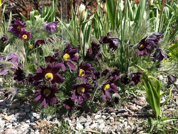 Fiori della pianta di pasqueflower nei fiori viola del giardino