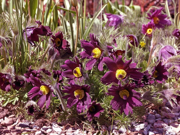 Fiori della pianta di pasqueflower nei fiori viola del giardino
