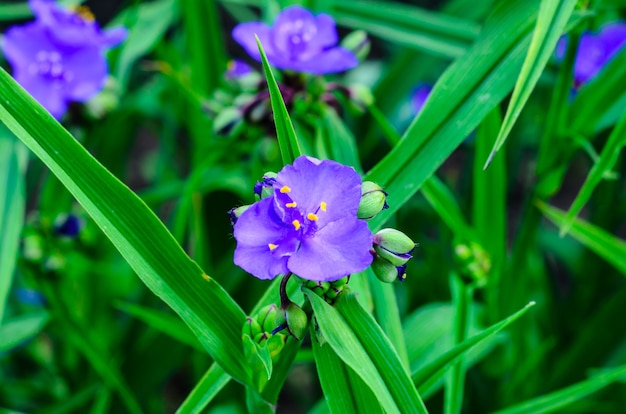 Fiori della pianta di tradescantia su un'aiuola in giardino