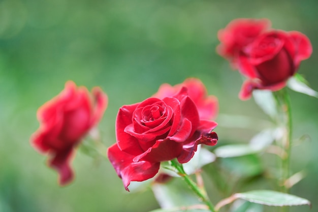 Fiori della rosa rossa in giardino