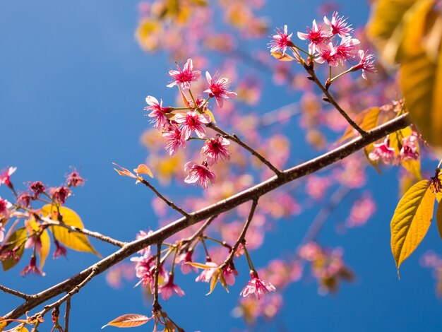 Fiori dentellare della sorgente con la priorità bassa del cielo blu.