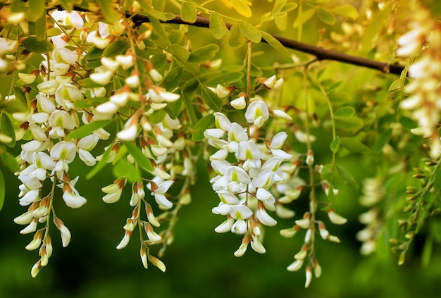 Fiori di acacia bianchi su un ramo.