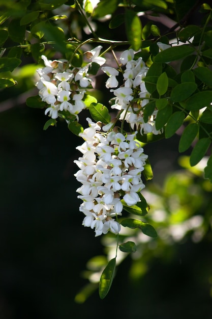 Fiori di acacia su un ramo con foglie verdi fiori bianchi al sole su sfondo nero