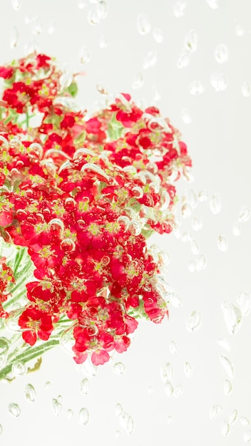 Fiori di achillea rossi con bolle d'aria