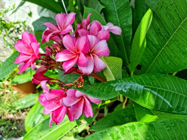 Fiori di adenium in stile vintage per lo sfondo