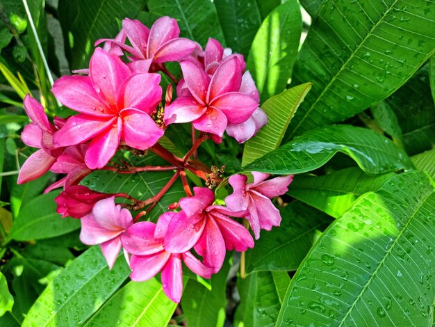 Fiori di adenium in stile vintage per lo sfondo