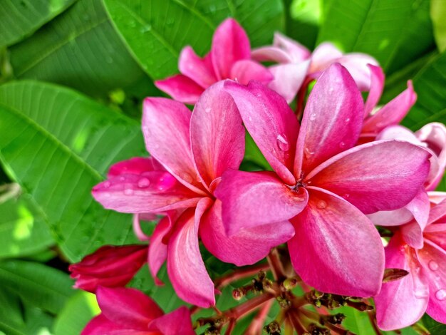 Fiori di adenium in stile vintage per lo sfondo