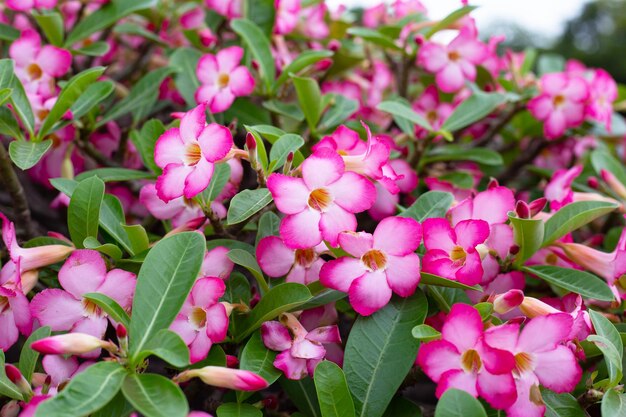 Fiori di Adenium obesum Foglie verdi