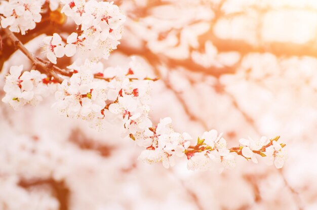 Fiori di albero di albicocca