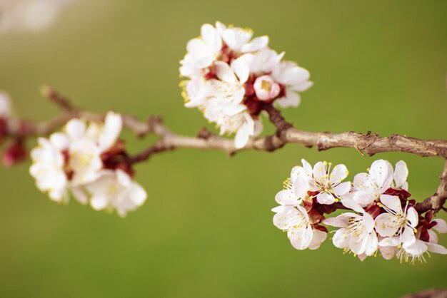 Fiori di albero di albicocca