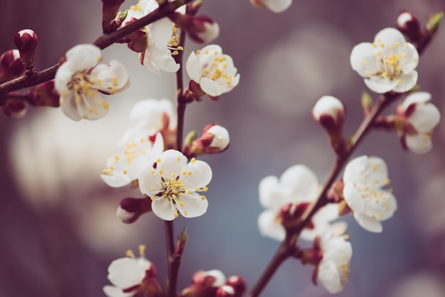 Fiori di albero di albicocca