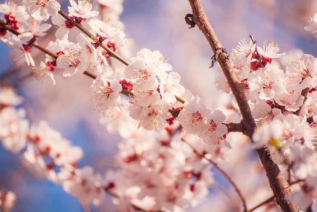 Fiori di albero di albicocca