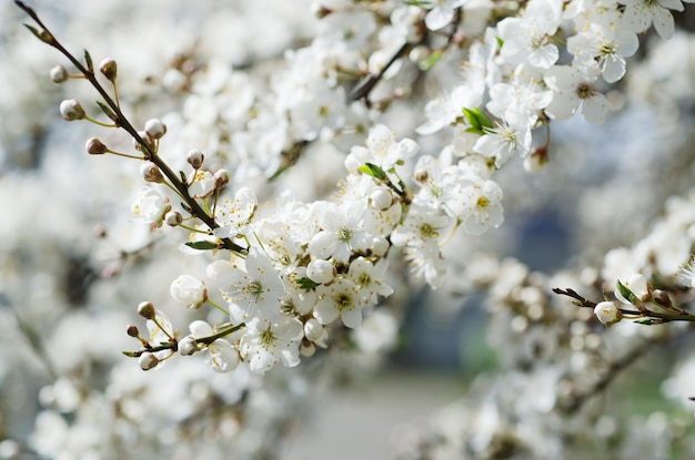 Fiori di albero di albicocca