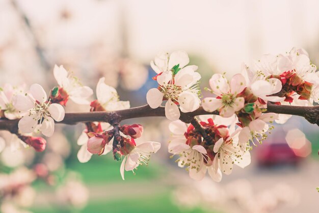 Fiori di albero di albicocca