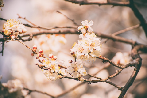 Fiori di albero di albicocca