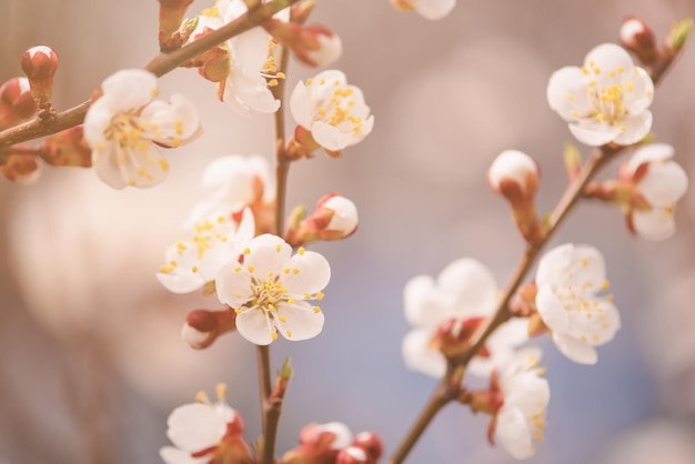 Fiori di albero di albicocca