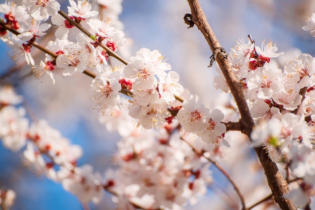 Fiori di albero di albicocca