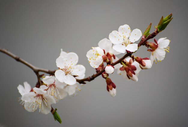 Fiori di albero di albicocca