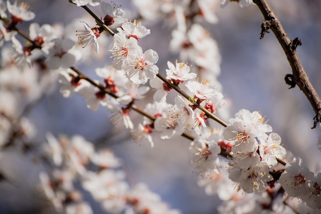 Fiori di albero di albicocca