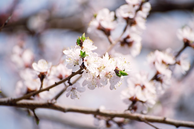 Fiori di albero di albicocca