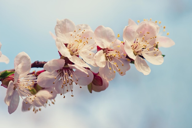 Fiori di albero di albicocca