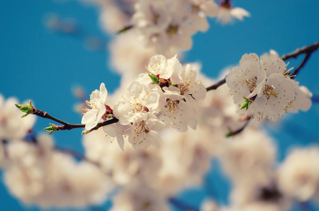 Fiori di albero di albicocca