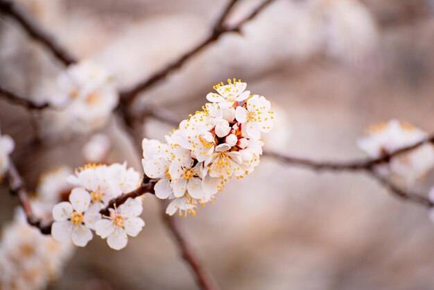 Fiori di albero di albicocca