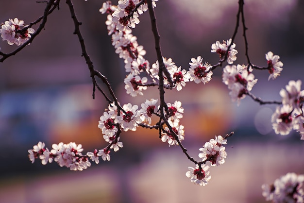 Fiori di albero di albicocca