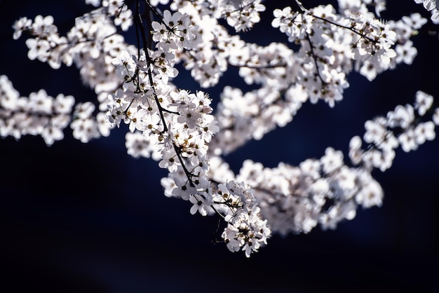 Fiori di albero di albicocca