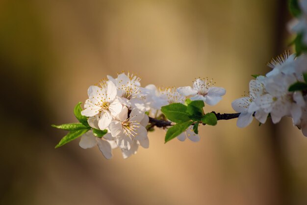 Fiori di albero di albicocca