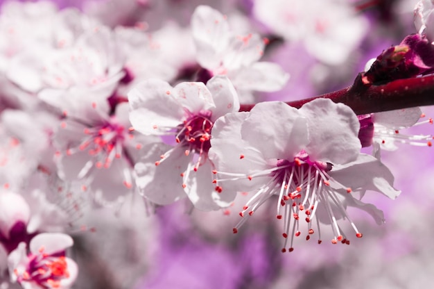 Fiori di albicocca con petali bianchi e rosa Fiori come sakura su sfondo rosa sfocato Foto di nuova vita per la Giornata della Terra del 22 aprile