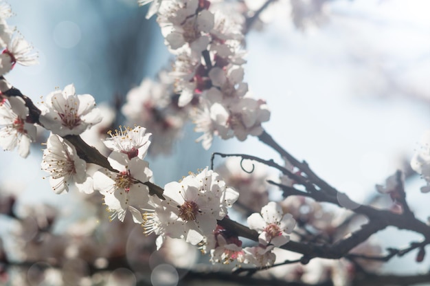 Fiori di albicocca con petali bianchi Fiori su sfondo sfocato con cielo blu Foto di nuova vita per la Giornata della Terra del 22 aprile