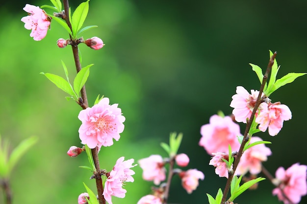 fiori di albicocca in fiore (fiori di mandorlo)