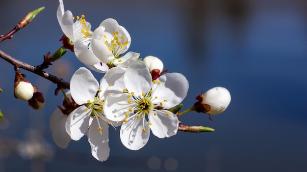 Fiori di albicocca su sfondo blu Giardino fiorito primaverile