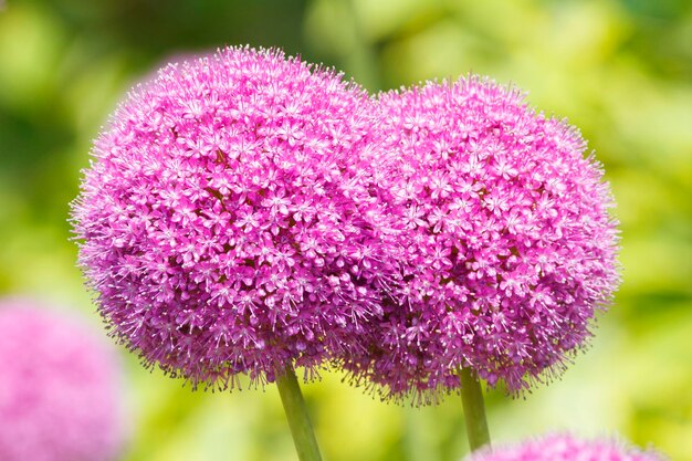 fiori di allium