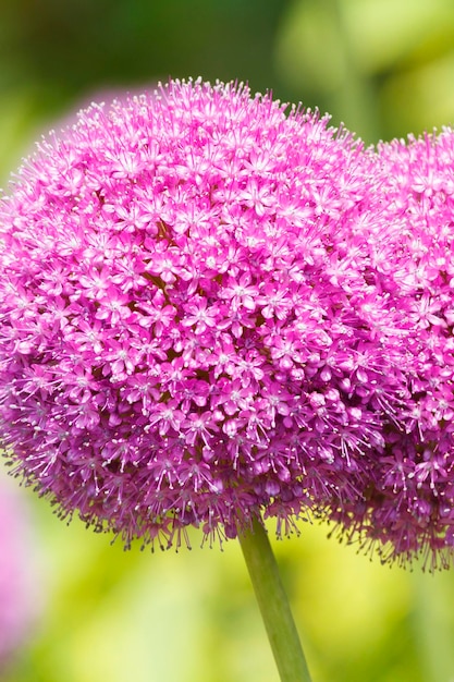 fiori di allium