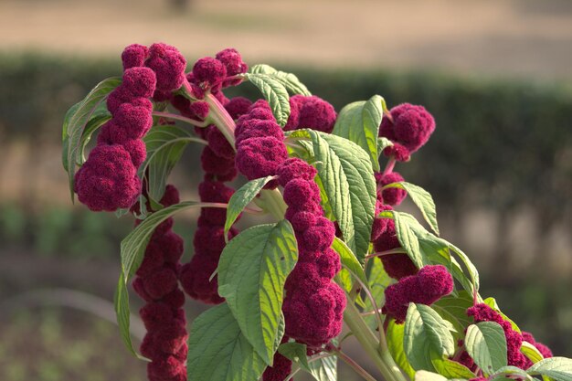 Fiori di amaranto