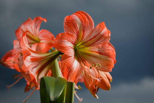 Fiori di amarilis contro il cielo