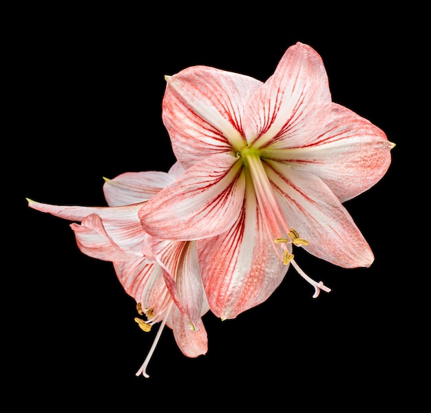 Fiori di Amaryllis (Hipperastrum) isolati sul nero