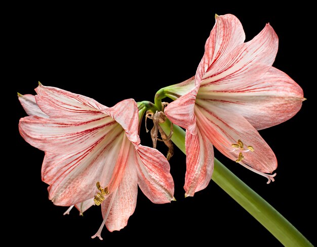 Fiori di Amaryllis (Hipperastrum) isolati sul nero