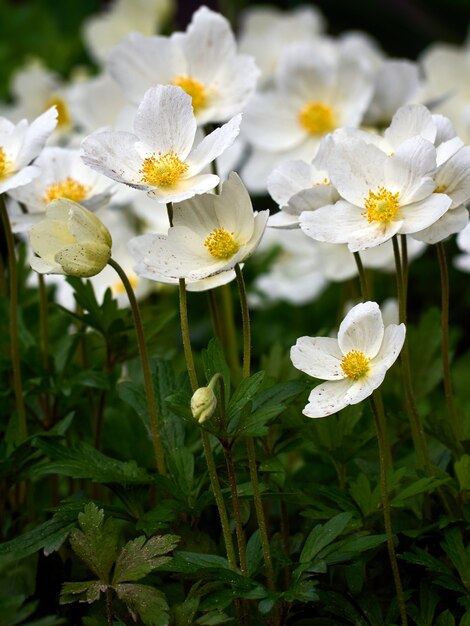 Fiori di anemone in giardino.