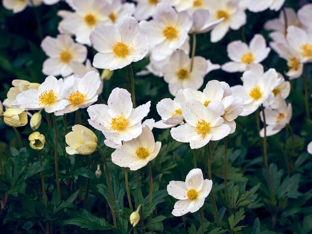 Fiori di anemone nel giardino primaverile.