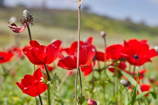 Fiori di anemone rosso selvatico fiorisce primo piano in primavera Deserto del Negev Israele meridionale