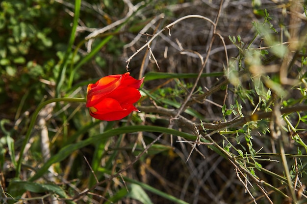 Fiori di anemone rosso selvatico fiorisce primo piano in primavera Deserto del Negev Israele meridionale