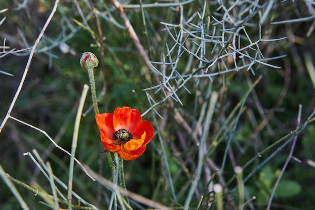 Fiori di anemone rosso selvatico fiorisce primo piano in primavera Deserto del Negev Israele meridionale