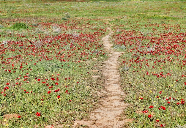 Fiori di anemone rosso selvatico sbocciano tra l'erba verde nel sentiero del prato tra di loro Splendido paesaggio in fiore primaverile nella riserva del parco nazionale Israele meridionale