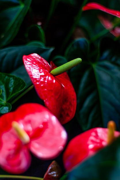 Fiori di Anthurium rossi e luminosi