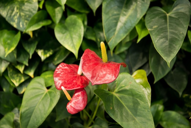 Fiori di anthurium rosso ( tailflower, fiore di fenicottero, laceleaf ) su sfondo verde. Un primo piano dei fiori di Anthurium Andre