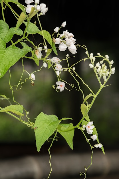 fiori di antigonon leptosus